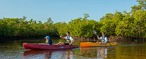 Kayaking-Mangroves_300x121